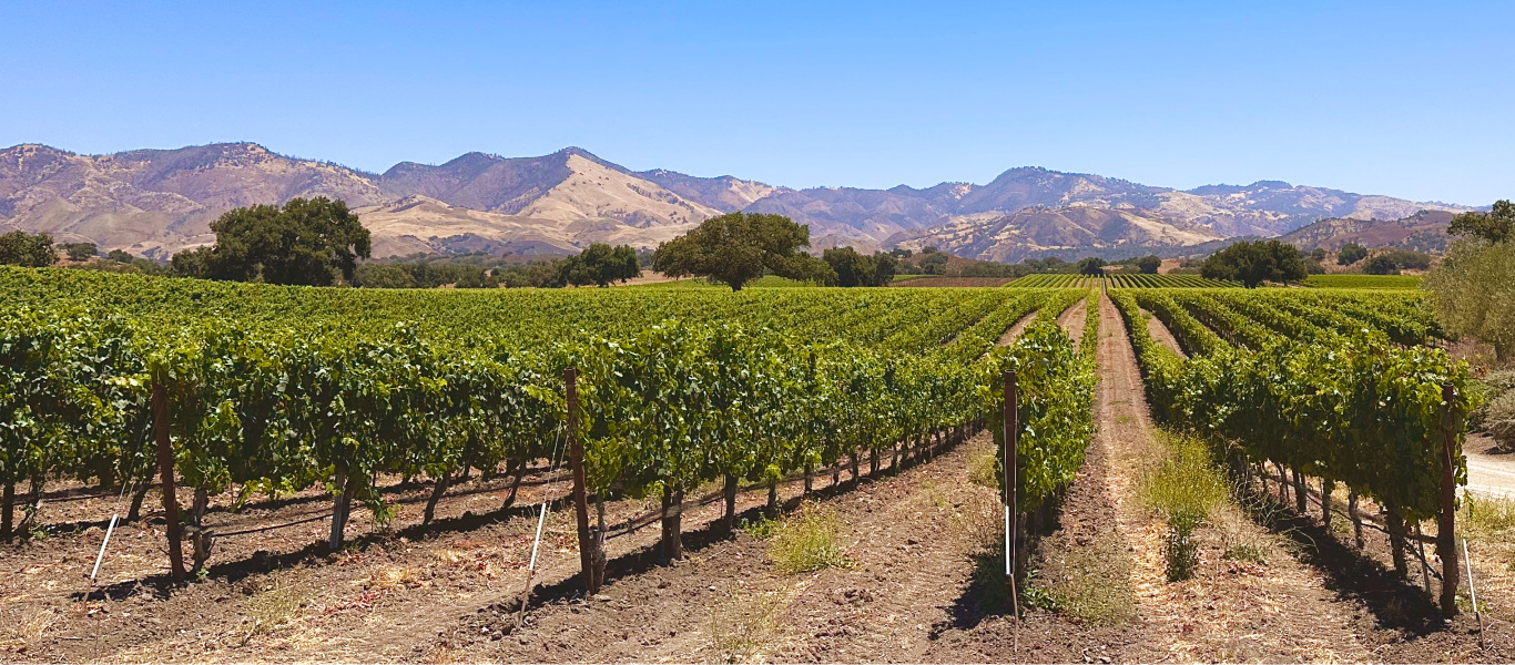 View of Rodney's Vineyard Upper Mesa at Fess Parker home ranch.