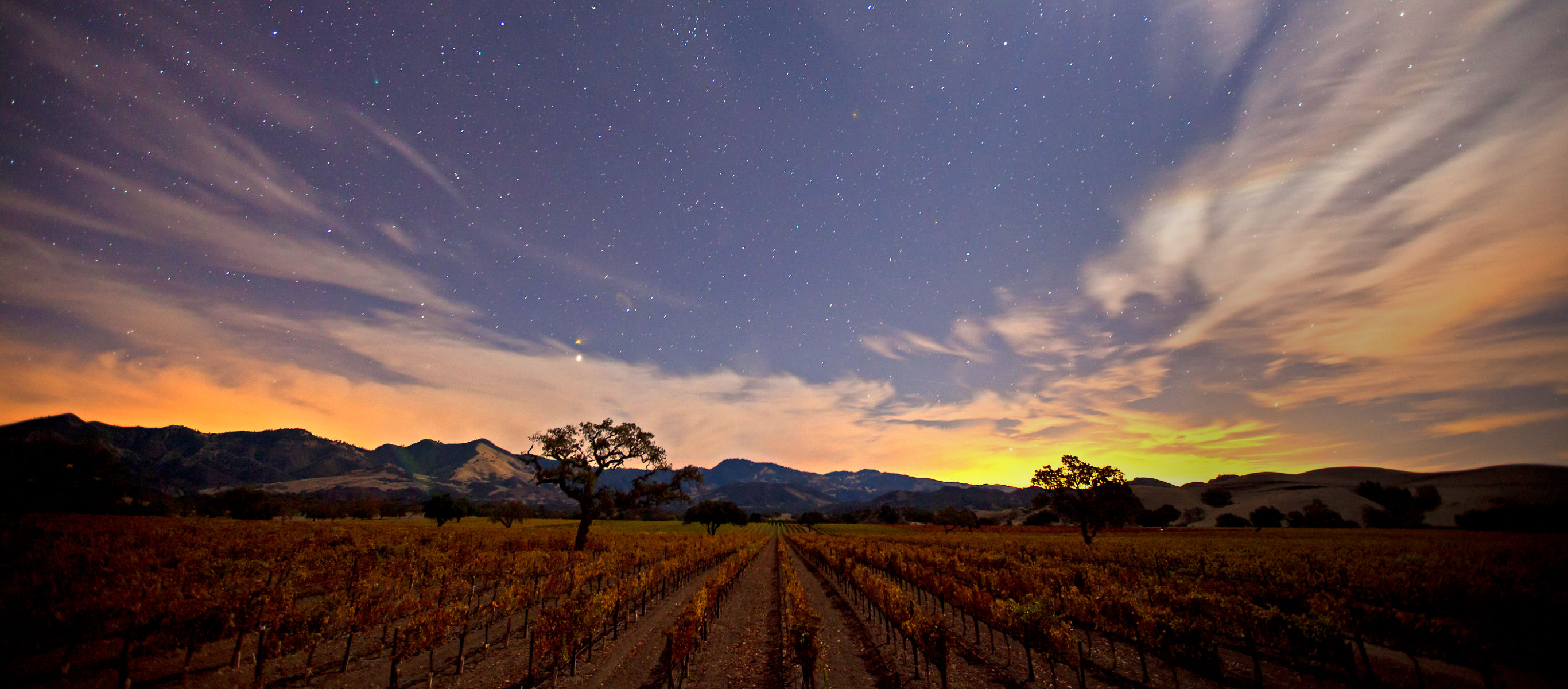 Rodney's Vineyard, located at the Fess Parker home ranch, at sunset.