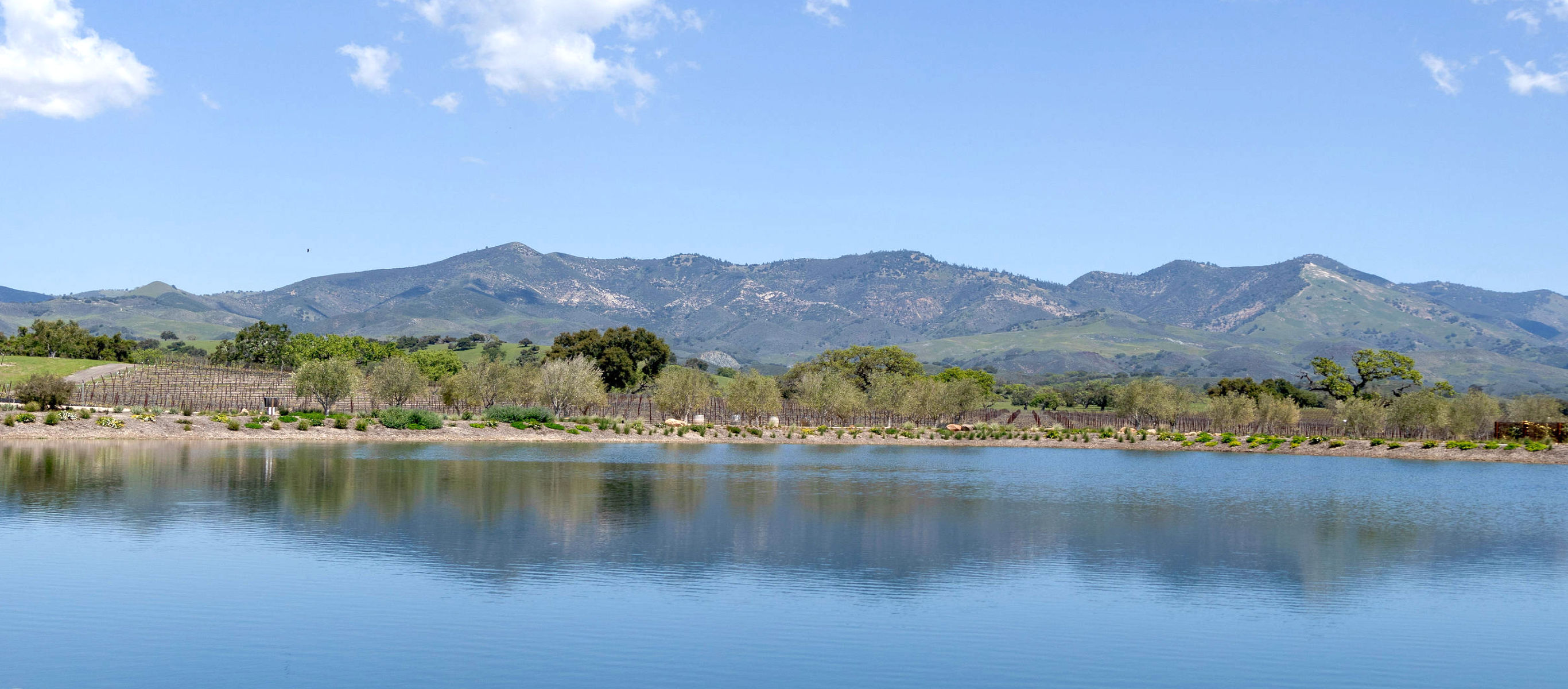 Rodney's Vineyard at the Fess Parker home ranch