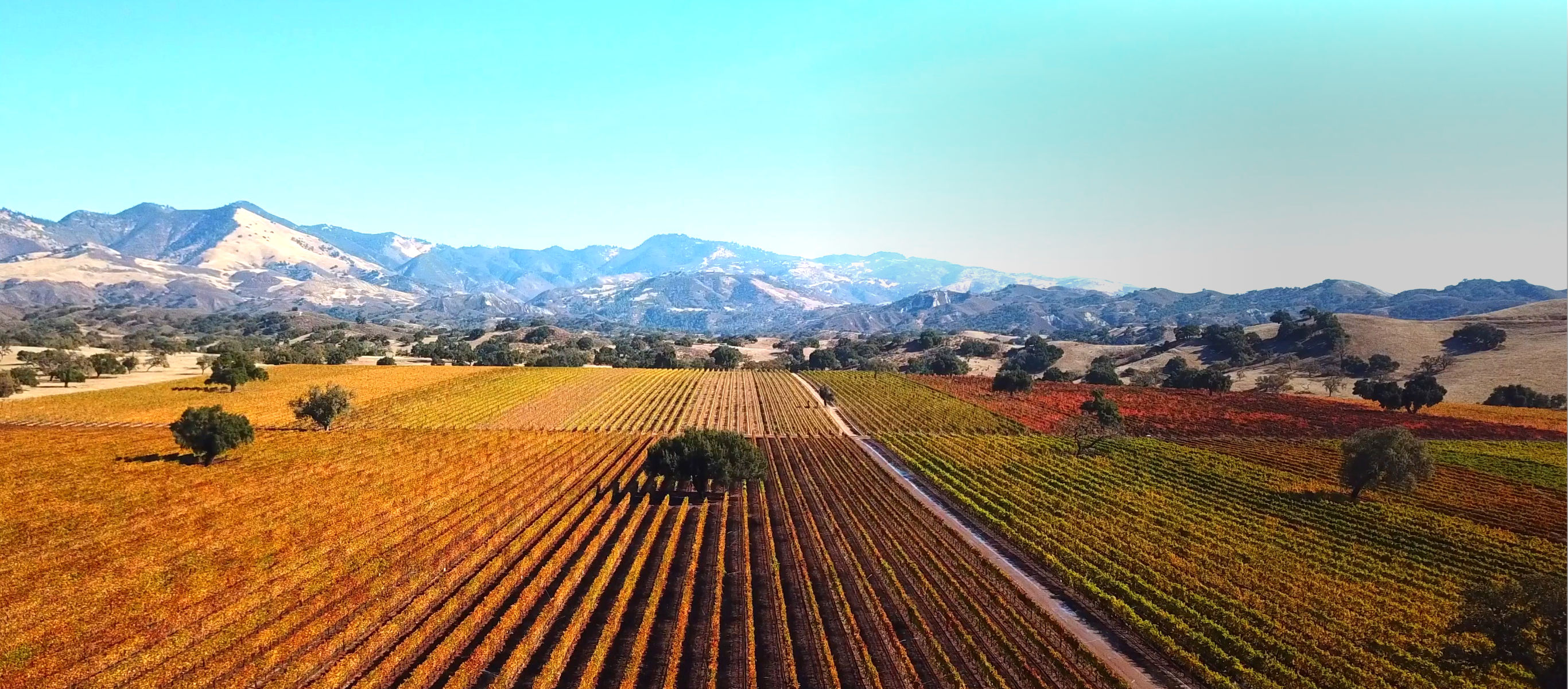 Aerial view of Rodney's Vineyard, located at the Fess Parker home ranch