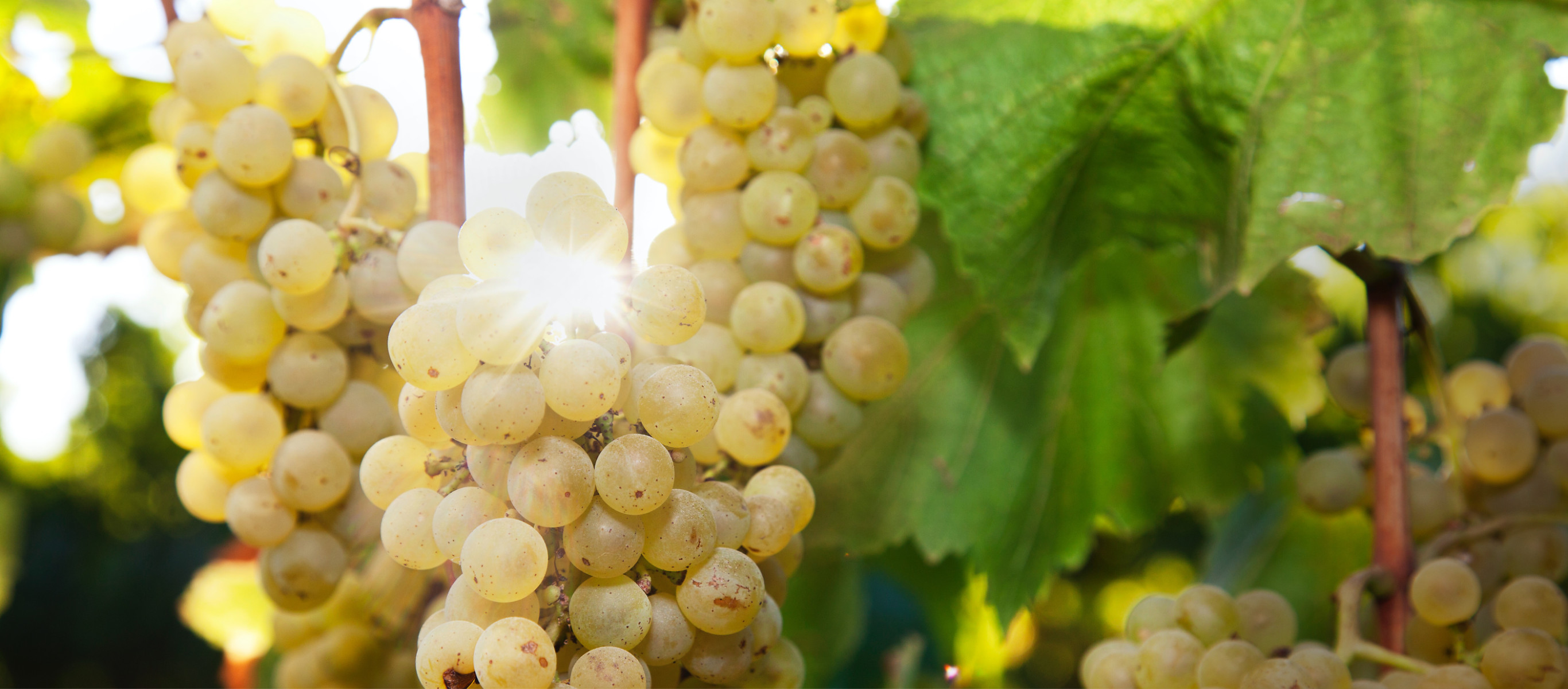 Riesling grapes at Rodney's Vineyard at the Fess Parker home ranch.