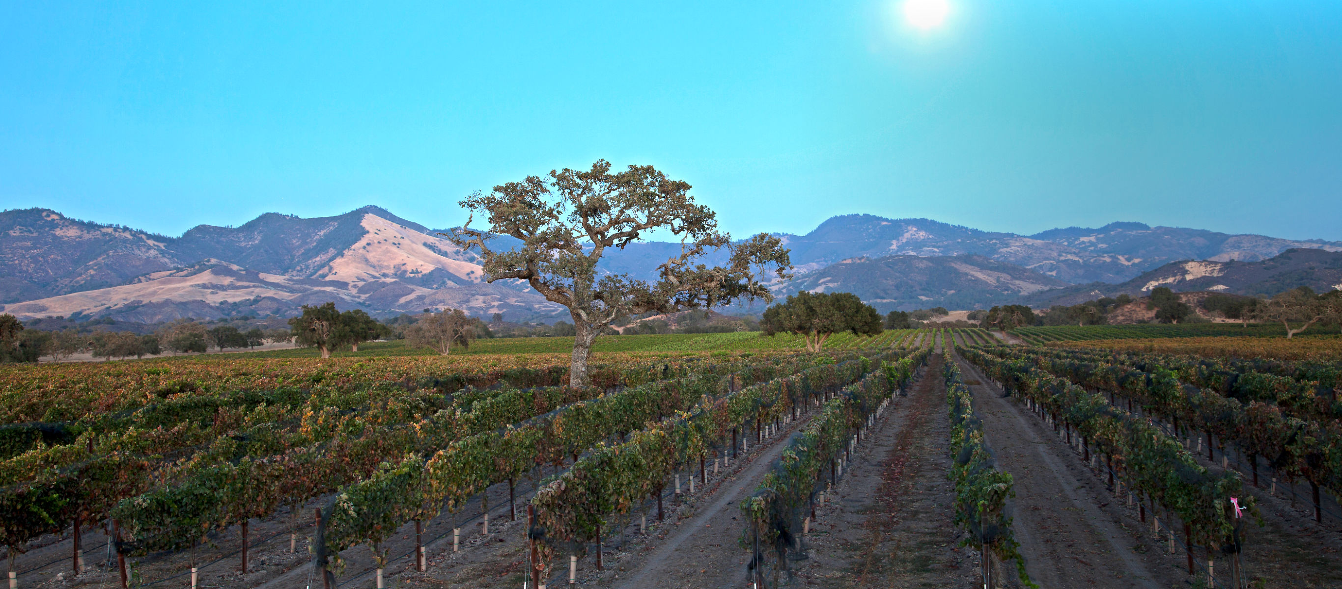 View of Rodney's Vineyard on the Fess Parker home ranch with mountains in the background.