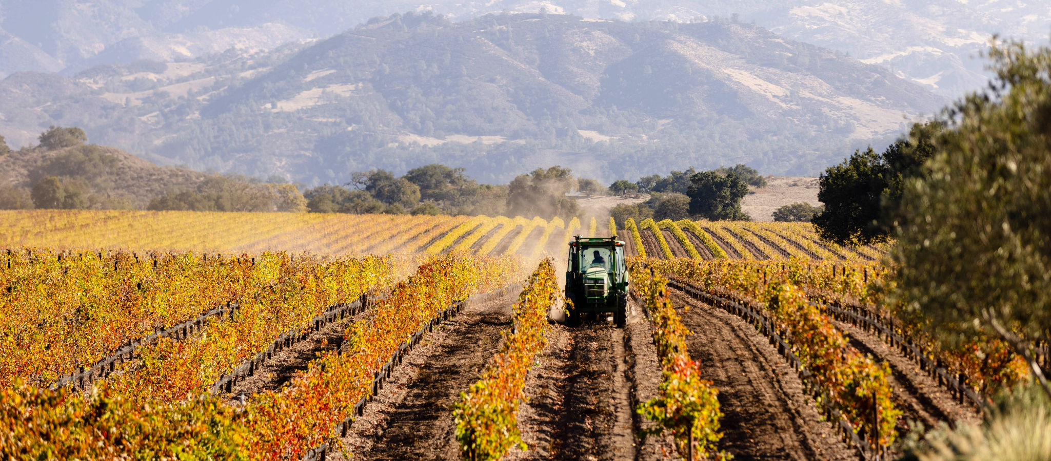 View of Rodney's Vineyard with tractor at the Fess Parker home ranch.