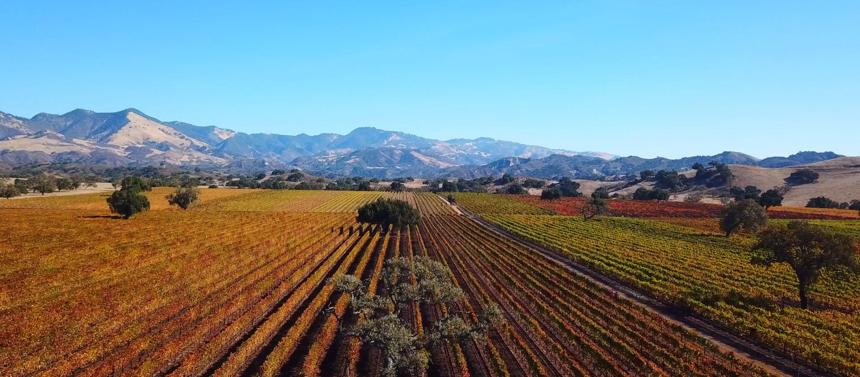 Rodney's Vineyard at the Fess Parker home ranch with Wine & Spirits Top 100 Winery of 2022.